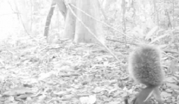 Video: Thu được cảnh quay đầu tiên về loài sóc ma cà rồng